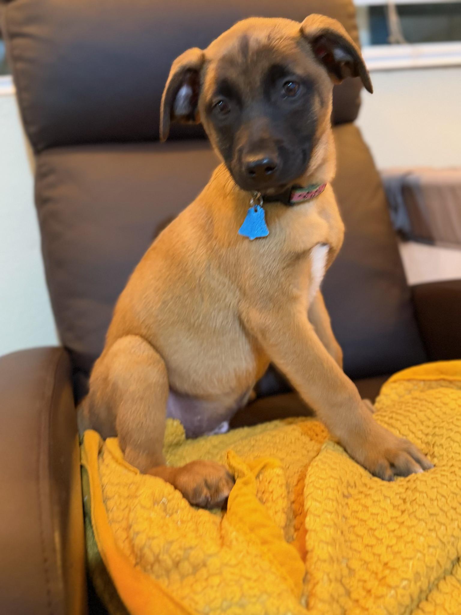Sol, a ADOPTABLE mixed breed in Los Angeles, CA image 2/2