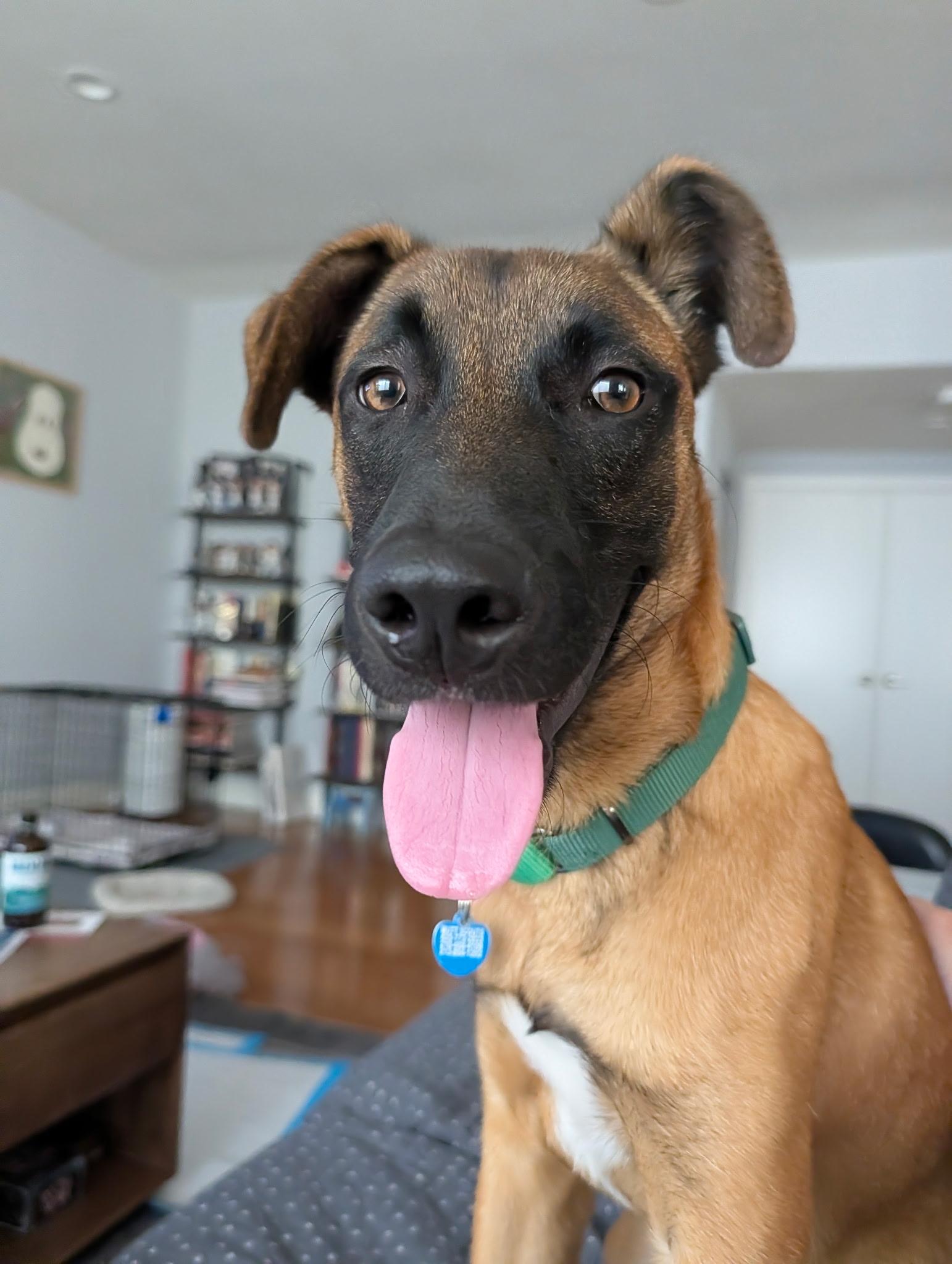 Sol, Adoptable, Young Male Black Mouth Cur.