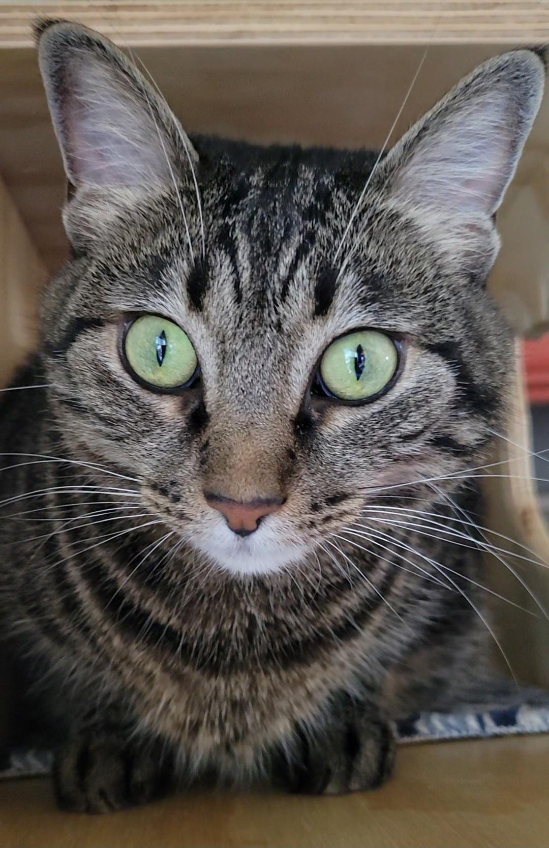Enlarge Joannie, a ADOPTABLE Domestic Short Hair in Scottsdale, AZ image 2/4