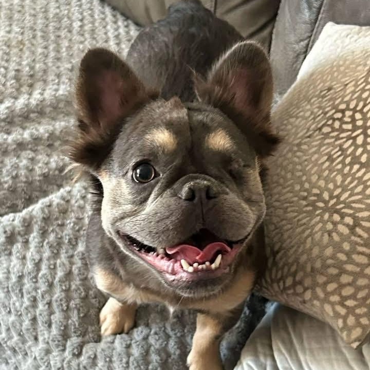 Shirley, ADOPTABLE, Young Female French Bulldog.