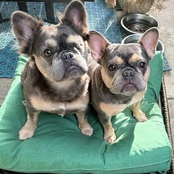 Enlarge Shirley, a ADOPTABLE French Bulldog in Citrus Heights, CA image 3/6