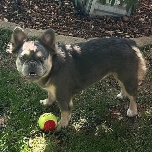 Enlarge Shirley, a ADOPTABLE French Bulldog in Citrus Heights, CA image 4/6