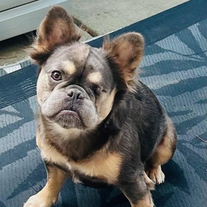 Enlarge Shirley, a ADOPTABLE French Bulldog in Citrus Heights, CA image 5/6