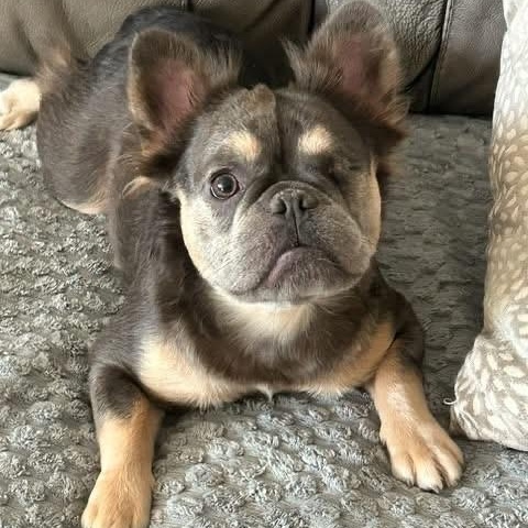 Enlarge Shirley, a ADOPTABLE French Bulldog in Citrus Heights, CA image 6/6