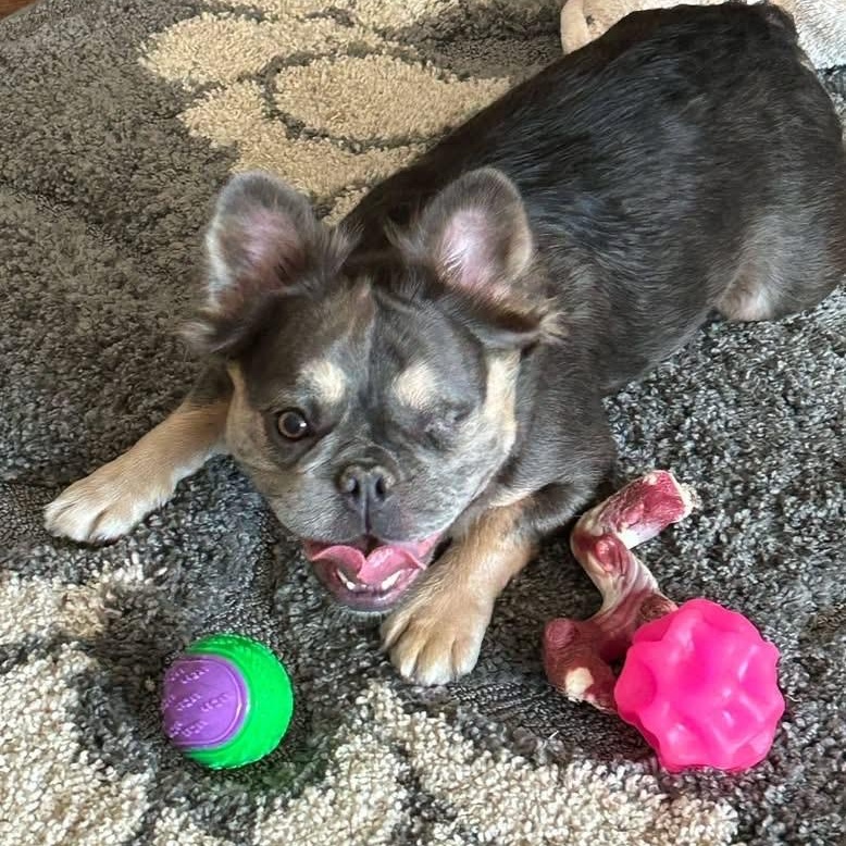 Enlarge Shirley, a ADOPTABLE French Bulldog in Citrus Heights, CA image 2/6