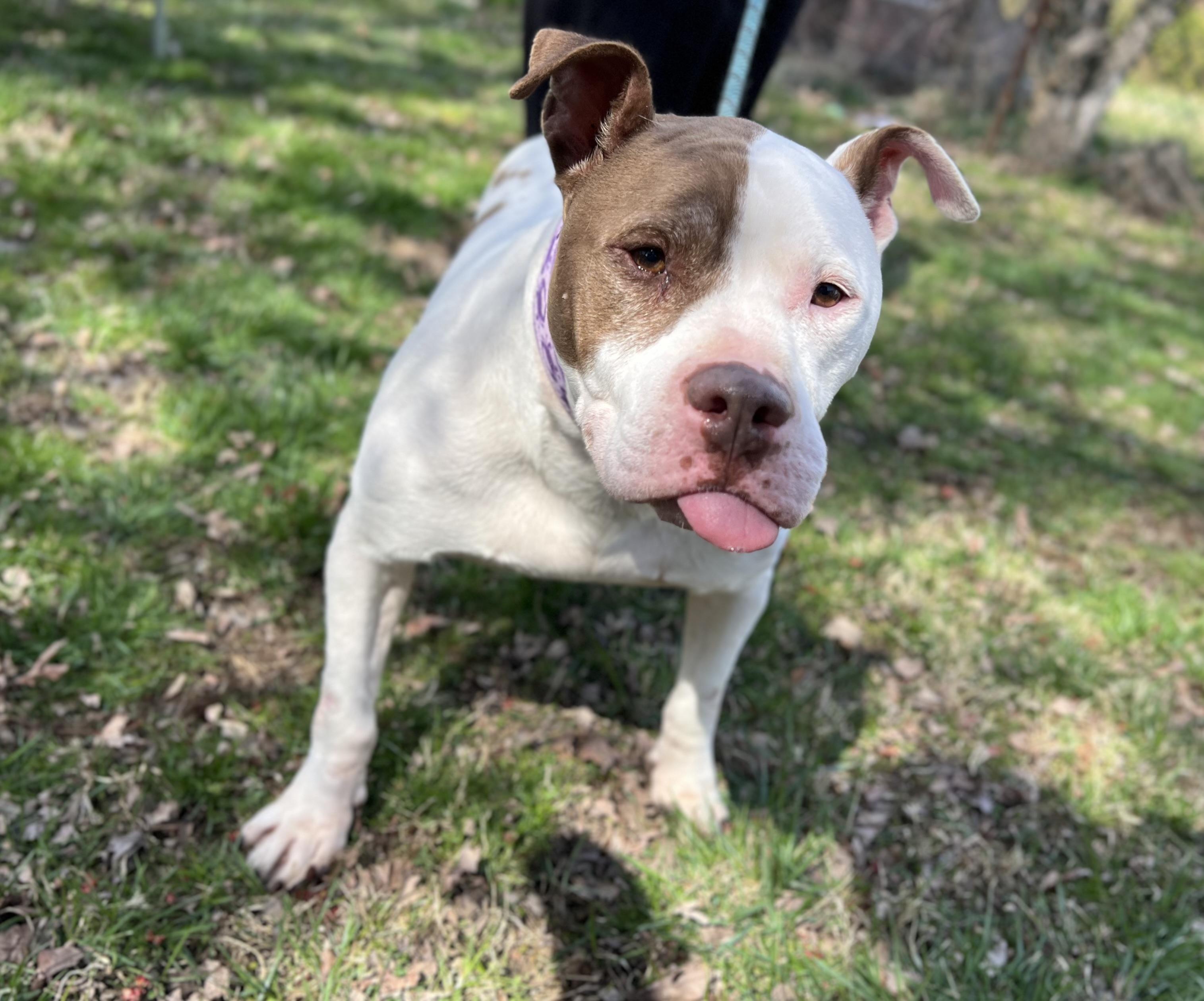 Razor, Adoptable, Senior Male Pit Bull Terrier.