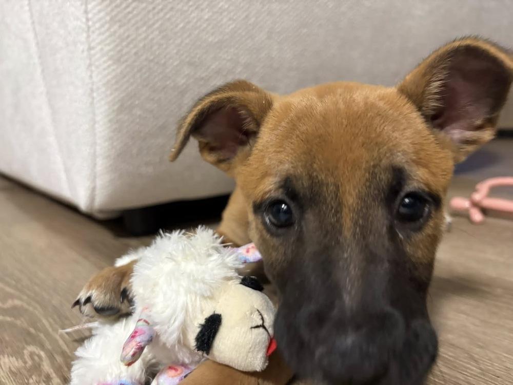 Uptown Girl, Adoptable, Puppy Female Labrador Retriever.