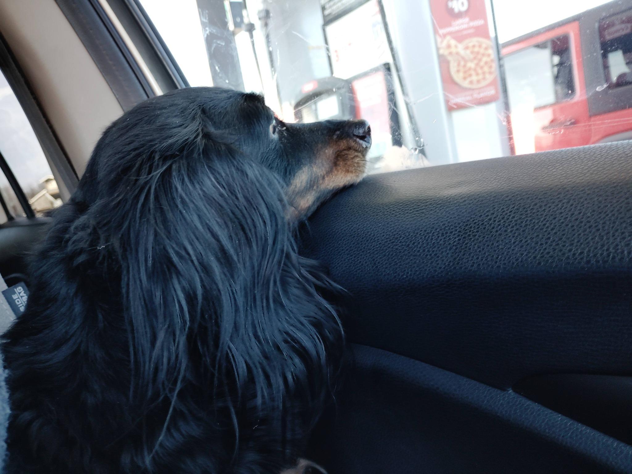 Enlarge Buddy, a ADOPTABLE Dachshund (Long Haired) in Gentry, AR image 4/4