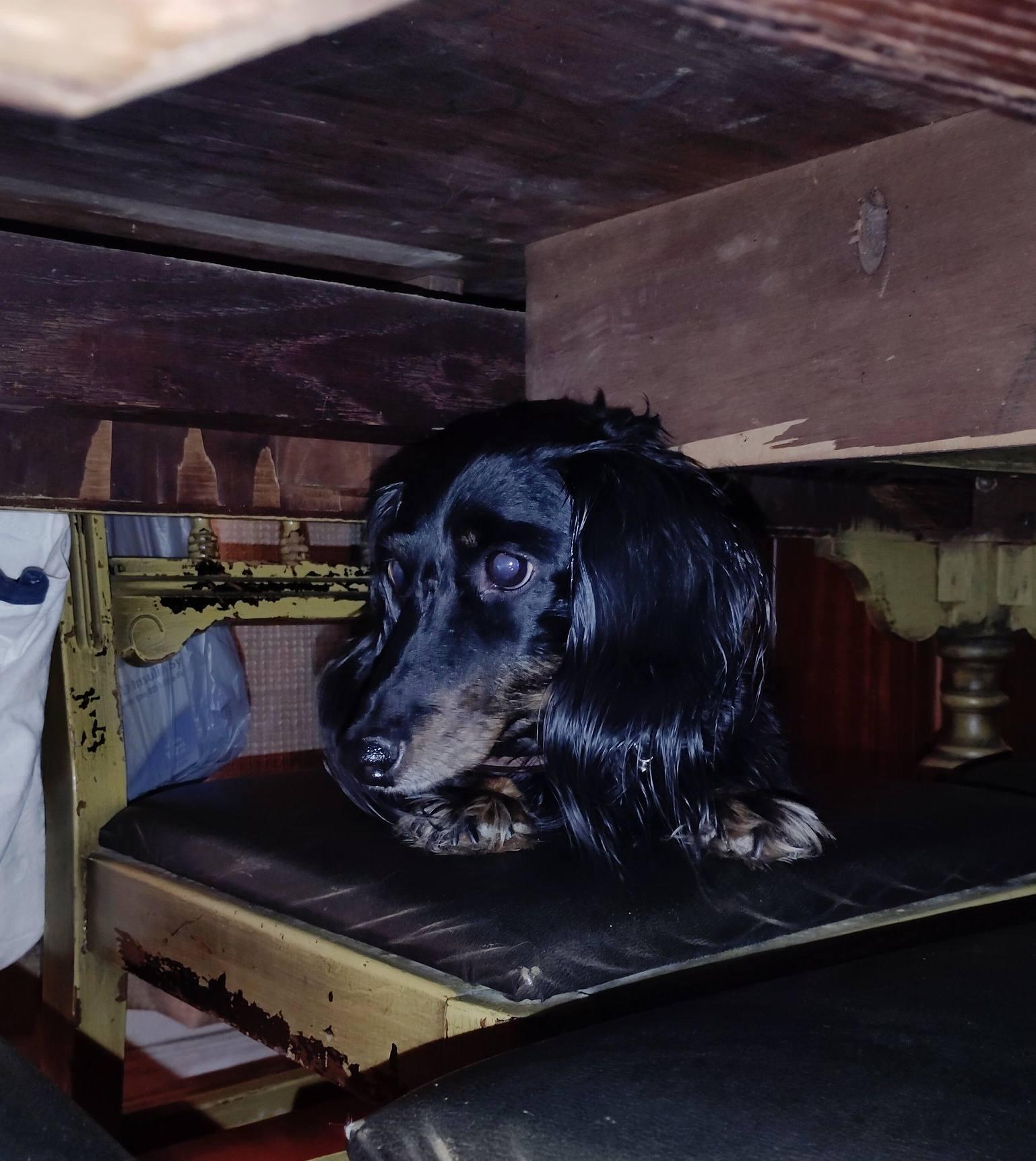 Enlarge Buddy, a ADOPTABLE Dachshund (Long Haired) in Gentry, AR image 2/4