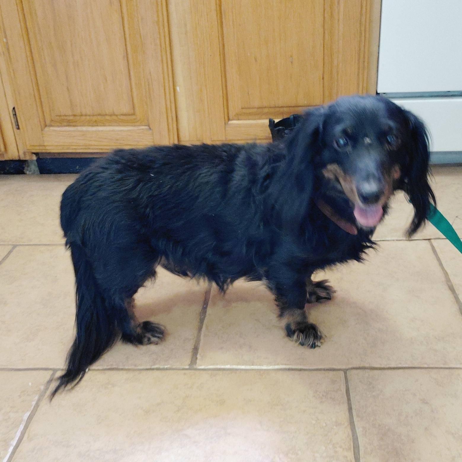 Buddy, ADOPTABLE, Adult Male Dachshund (Long Haired).