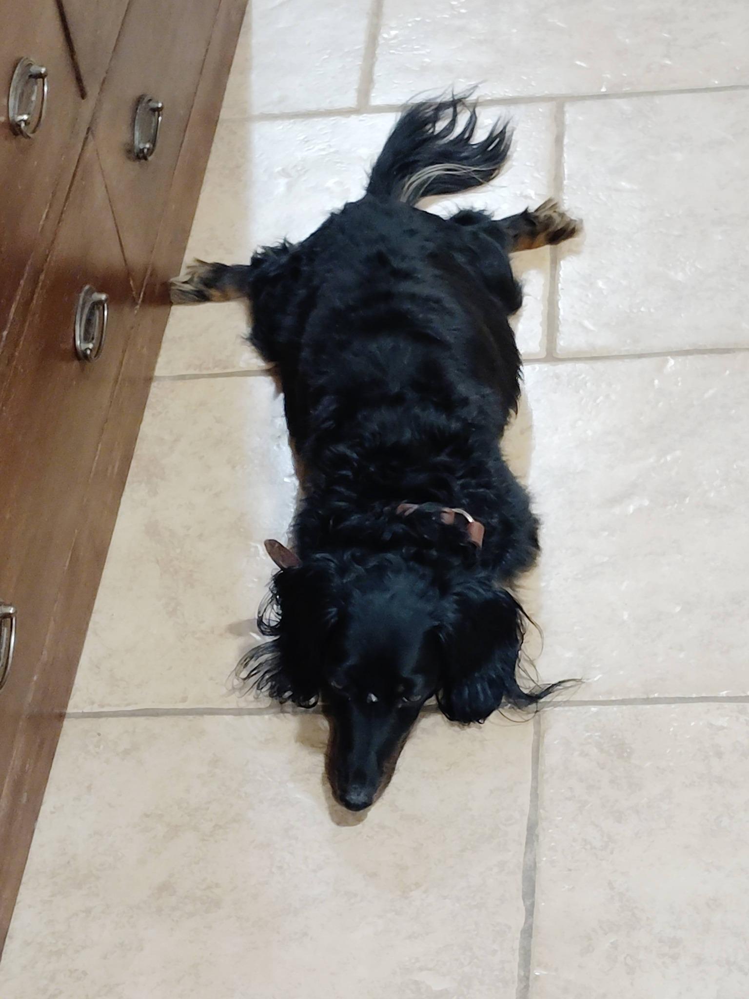 Enlarge Buddy, a ADOPTABLE Dachshund (Long Haired) in Gentry, AR image 3/4