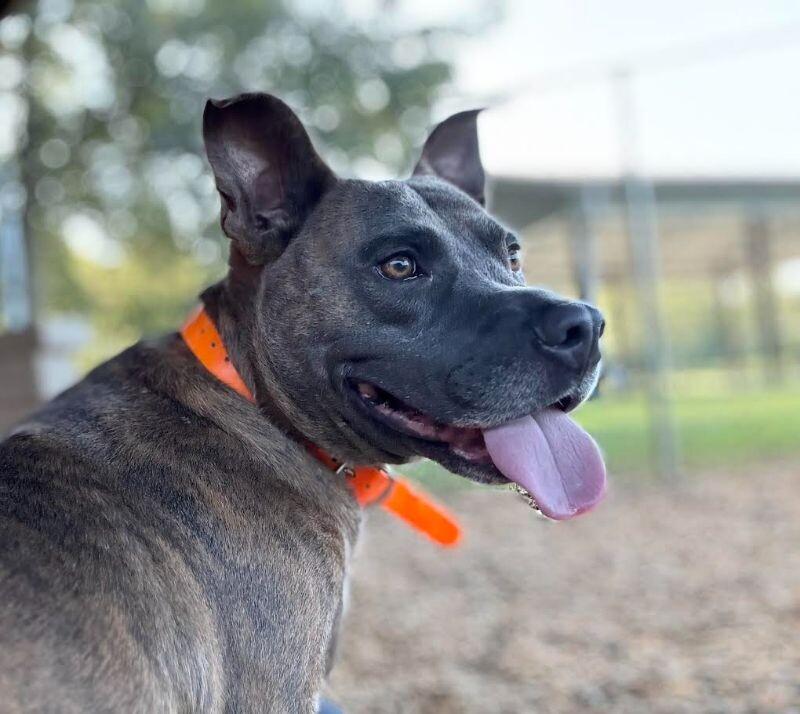 Enlarge Edgar, a Adoptable Pit Bull Terrier in Maryville, TN image 1/6