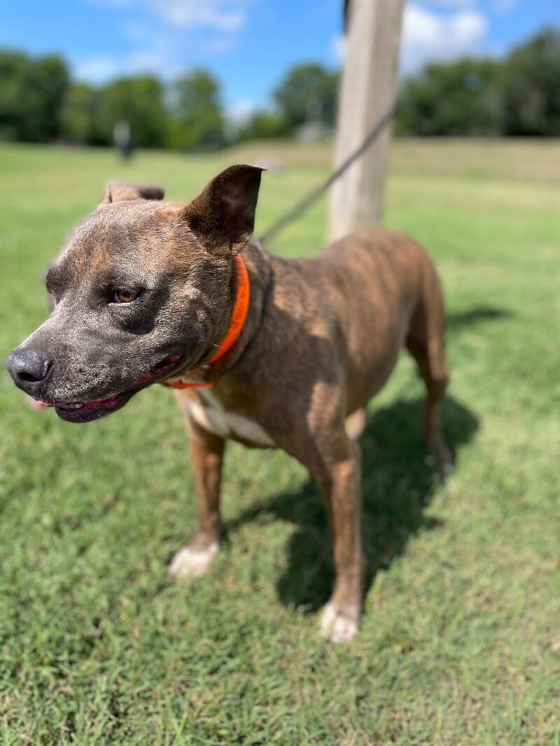 Enlarge Edgar, a Adoptable Pit Bull Terrier in Maryville, TN image 2/6