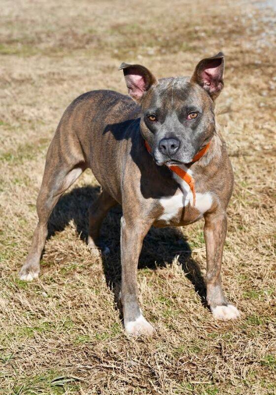 Edgar, Adoptable, Adult Male Pit Bull Terrier.