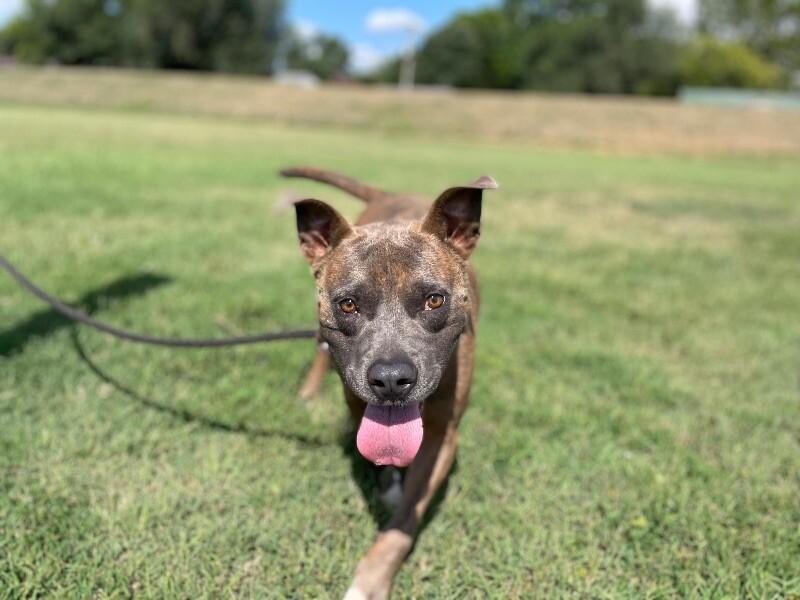 Enlarge Edgar, a Adoptable Pit Bull Terrier in Maryville, TN image 3/6