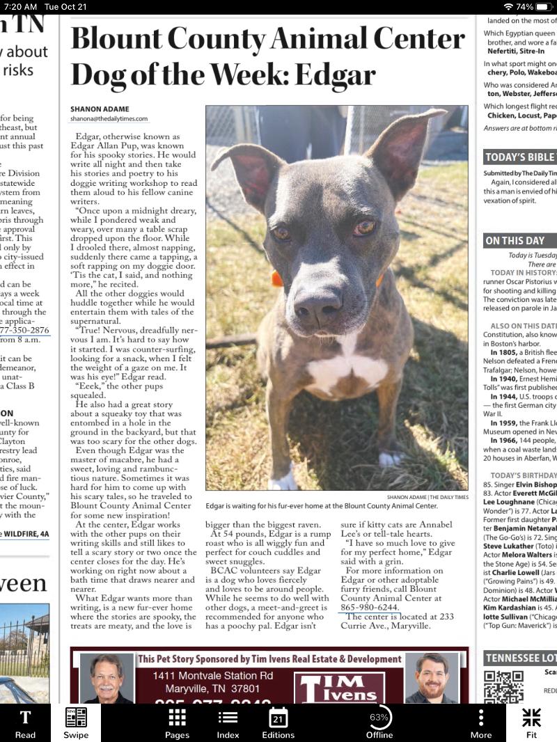 Enlarge Edgar, a Adoptable Pit Bull Terrier in Maryville, TN image 4/6