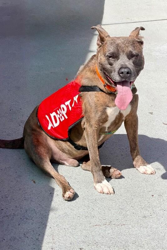 Enlarge Edgar, a Adoptable Pit Bull Terrier in Maryville, TN image 2/6