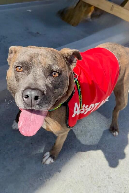 Enlarge Edgar, a Adoptable Pit Bull Terrier in Maryville, TN image 3/6