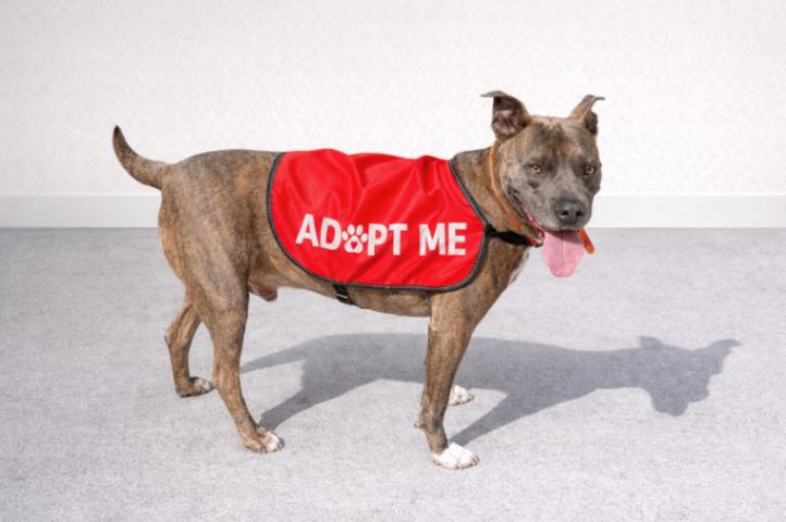 Enlarge Edgar, a Adoptable Pit Bull Terrier in Maryville, TN image 4/6