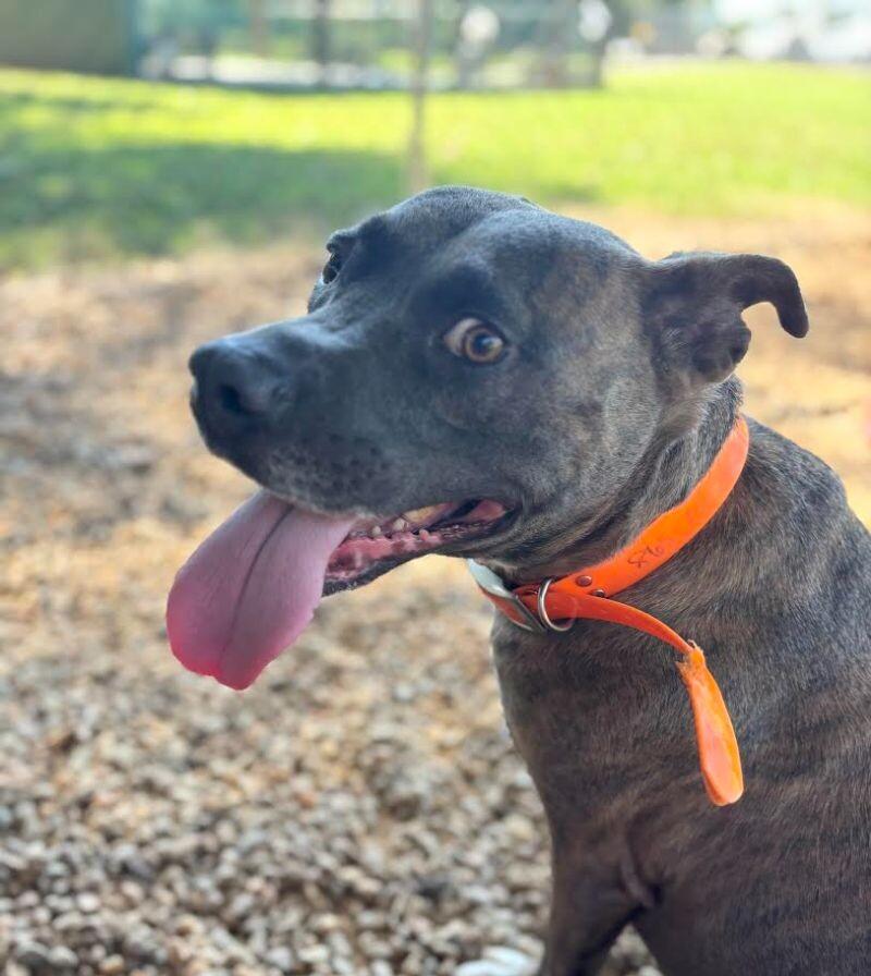 Enlarge Edgar, a Adoptable Pit Bull Terrier in Maryville, TN image 5/6