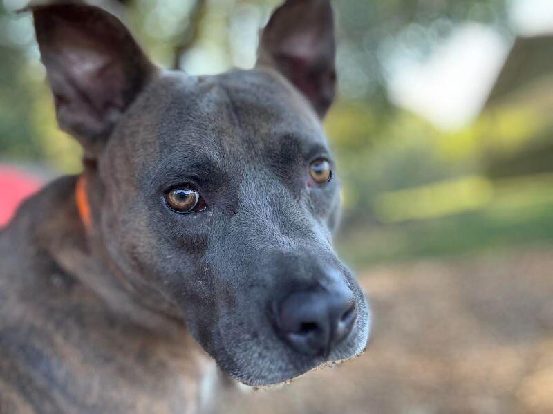 Enlarge Edgar, a Adoptable Pit Bull Terrier in Maryville, TN image 6/6