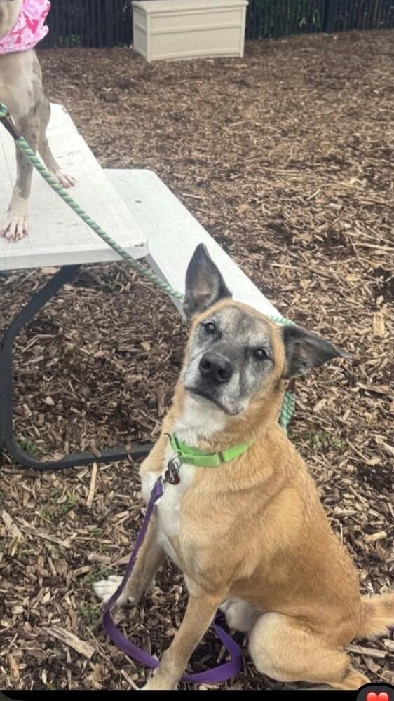 Enlarge Nipsey Located in Nebraska, a Adoptable mixed breed in Imlay City, MI image 1/3