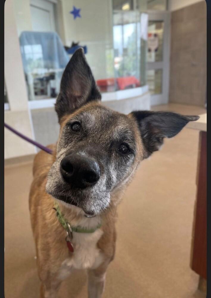 Enlarge Nipsey Located in Nebraska, a Adoptable mixed breed in Imlay City, MI image 2/3
