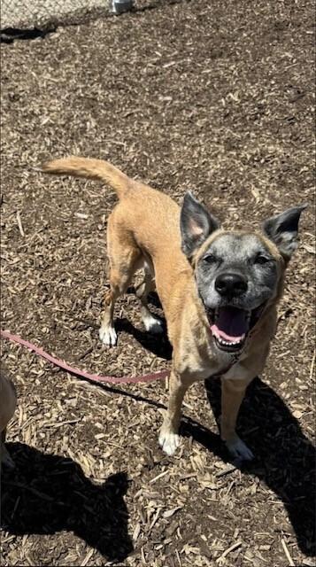 Enlarge Nipsey Located in Nebraska, a Adoptable mixed breed in Imlay City, MI image 3/3