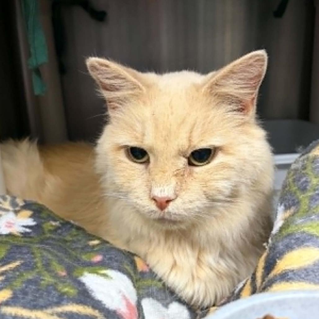 Enlarge Bob, a Adoptable Domestic Medium Hair in Marion, VA image 1/1