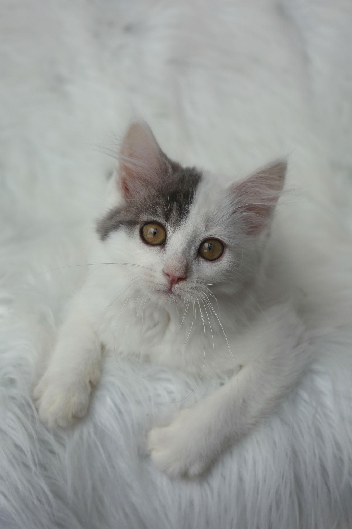 Lyonnaise & Gasconne, Adoptable, Young Female Domestic Medium Hair.