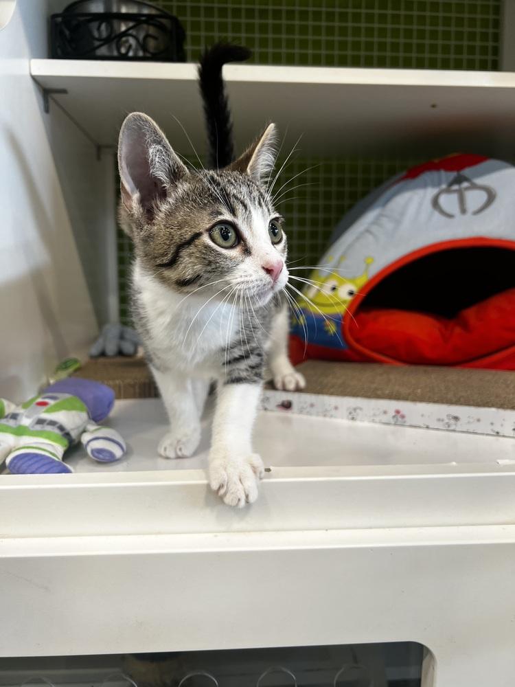 Jay-Z, Adoptable, Kitten Male Domestic Short Hair.