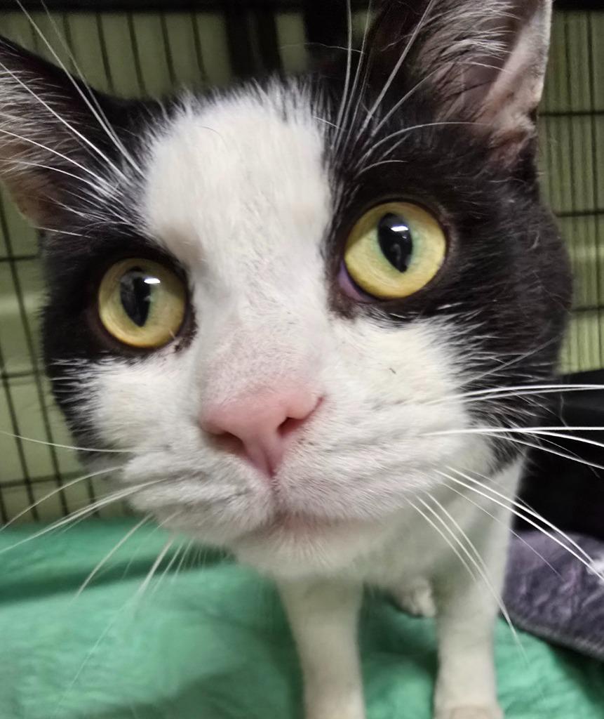 Rocky Horror Picture Show, Adoptable, Adult Male Domestic Short Hair.