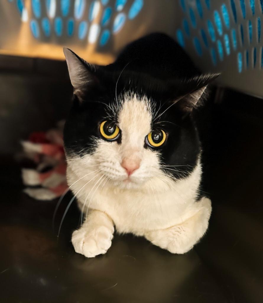 Rocky Horror Picture Show, a Adoptable mixed breed in Auburn, IN image 2/6