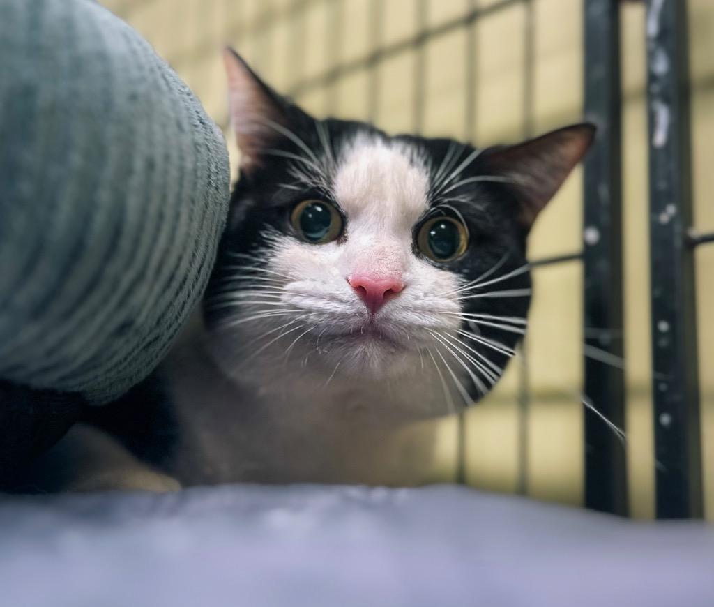 Rocky Horror Picture Show, a Adoptable mixed breed in Auburn, IN image 4/6