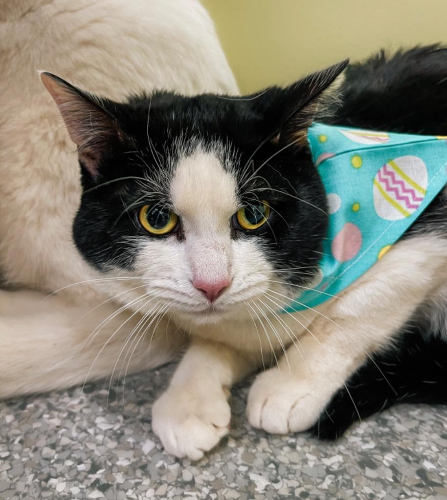 Rocky Horror Picture Show, a Adoptable mixed breed in Auburn, IN image 5/6