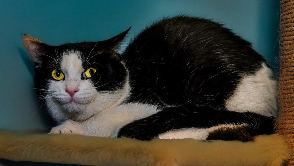 Rocky Horror Picture Show, a Adoptable mixed breed in Auburn, IN image 6/6