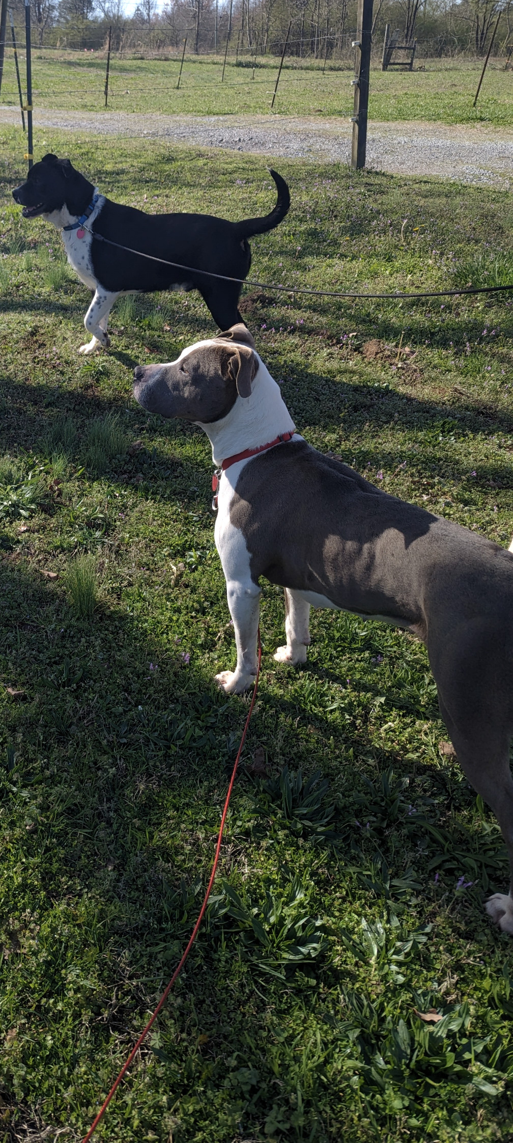 Enlarge Olivia  (NO ADOPTION FEE Home, Foster or Rescue Needed ASAP), a Adoptable mixed breed in Guntersville, AL image 1/5