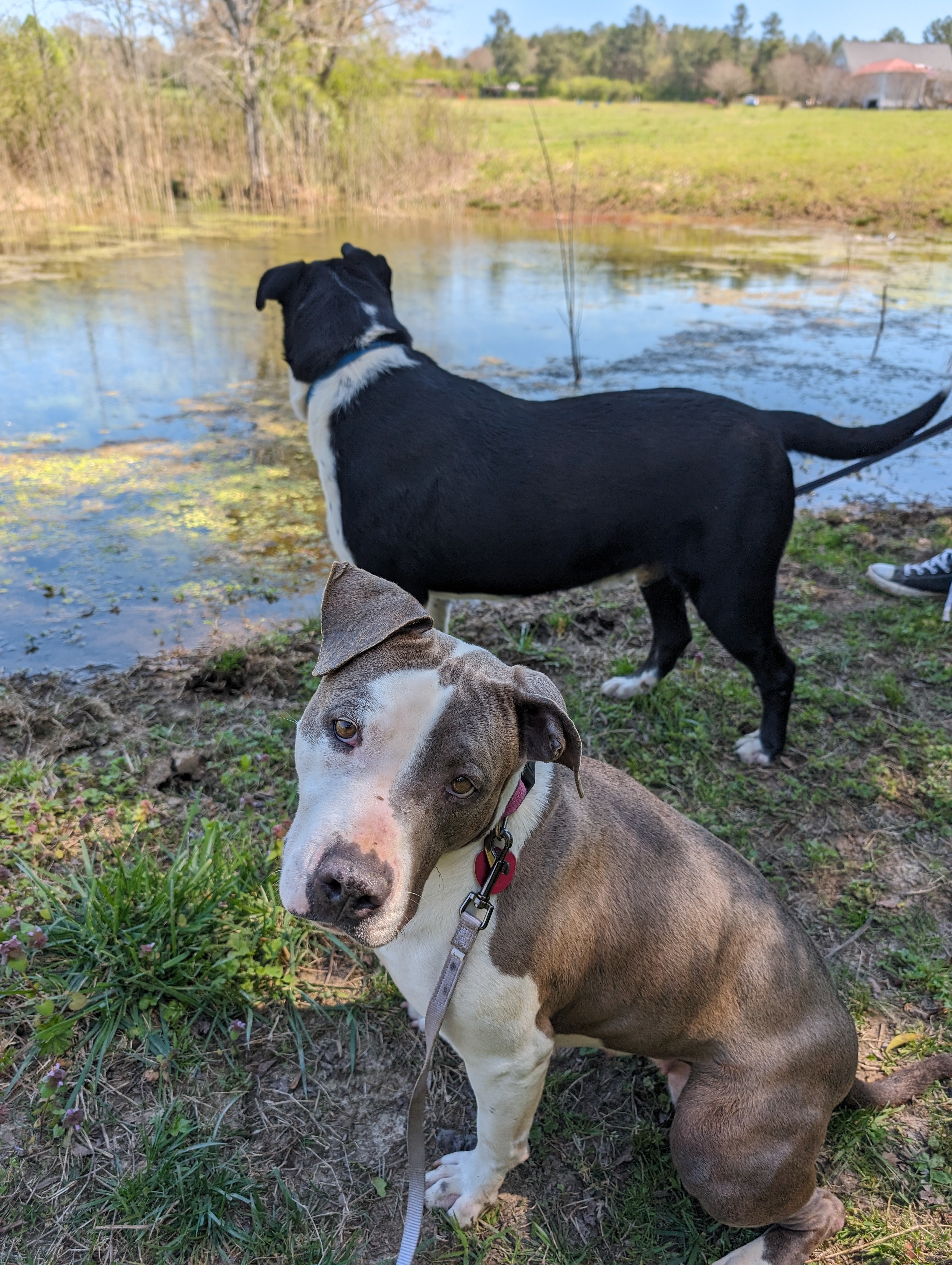 Enlarge Olivia  (NO ADOPTION FEE Home, Foster or Rescue Needed ASAP), a Adoptable mixed breed in Guntersville, AL image 2/5