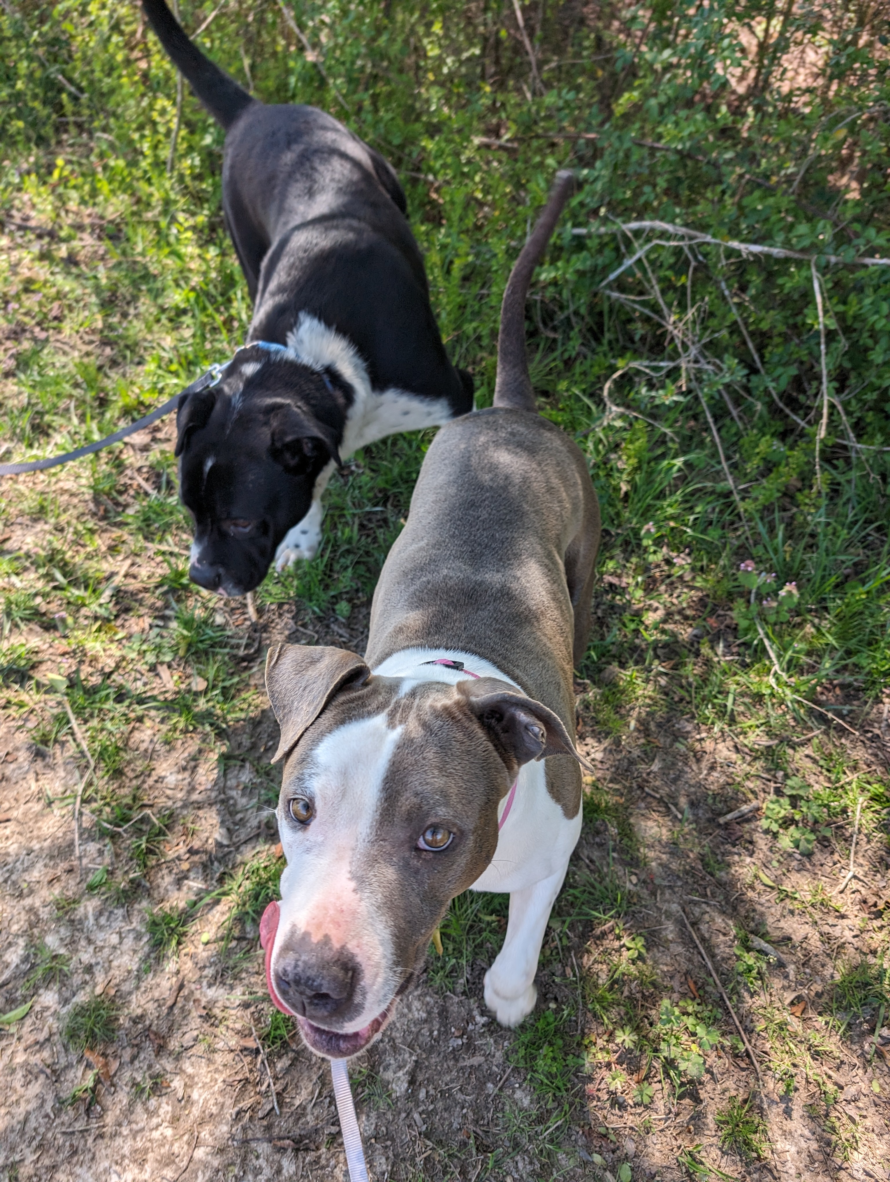 Enlarge Olivia  (NO ADOPTION FEE Home, Foster or Rescue Needed ASAP), a Adoptable mixed breed in Guntersville, AL image 3/5