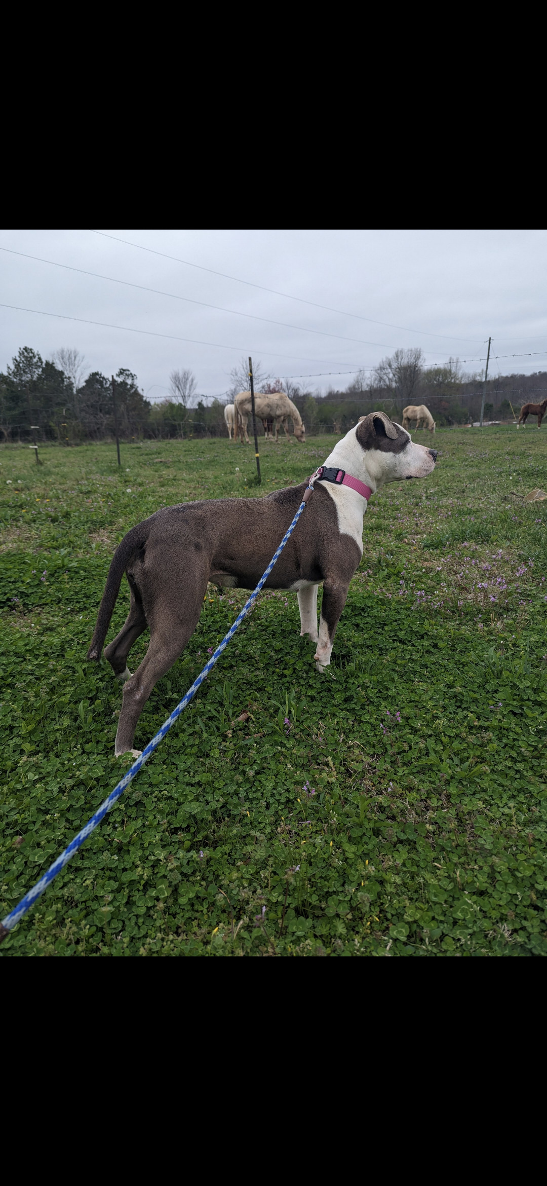 Enlarge Olivia  (NO ADOPTION FEE Home, Foster or Rescue Needed ASAP), a Adoptable mixed breed in Guntersville, AL image 4/5