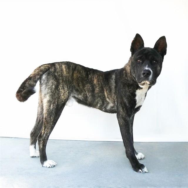 Enlarge ARNIE, a Adoptable Akita in Baldwin Park, CA image 1/1