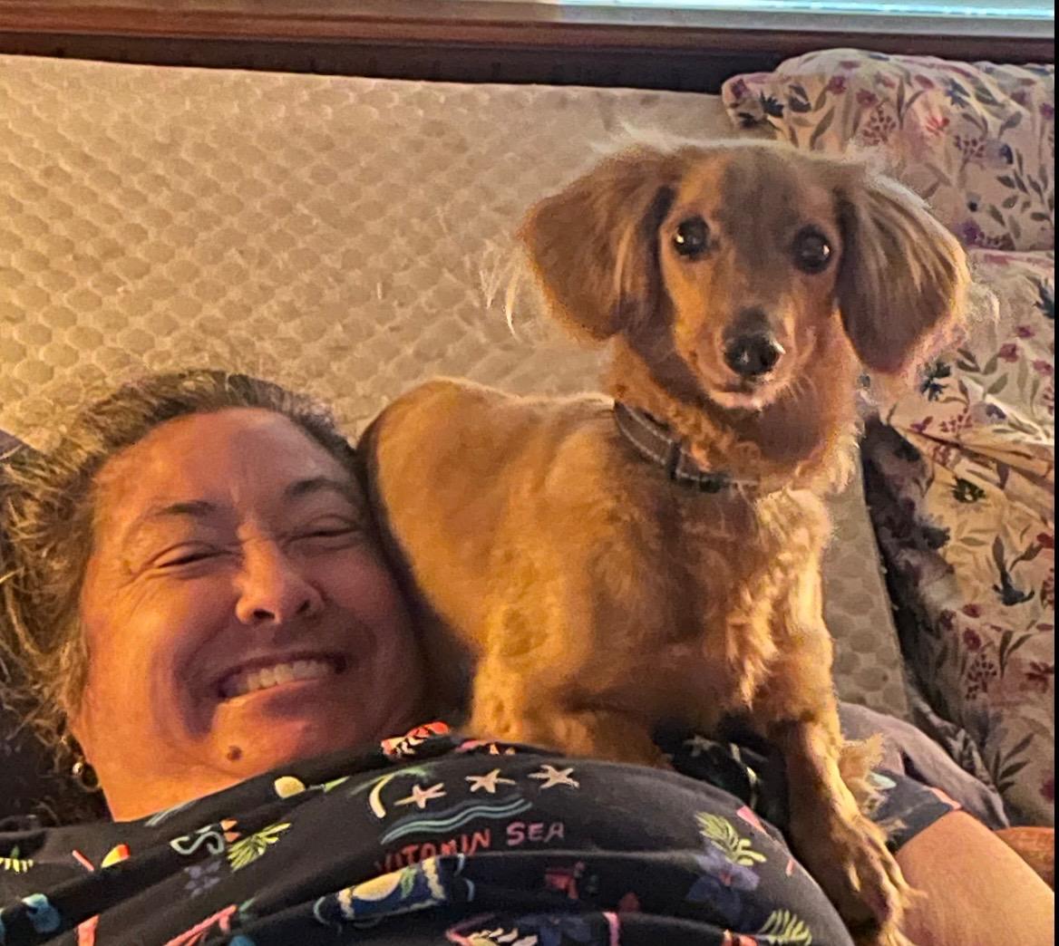 Oscar & Ollie bonded pair, a Adoptable Dachshund in Burbank, CA image 6/6