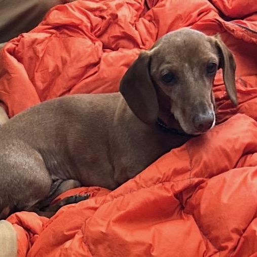 Oscar & Ollie bonded pair, a Adoptable Dachshund in Burbank, CA image 2/6