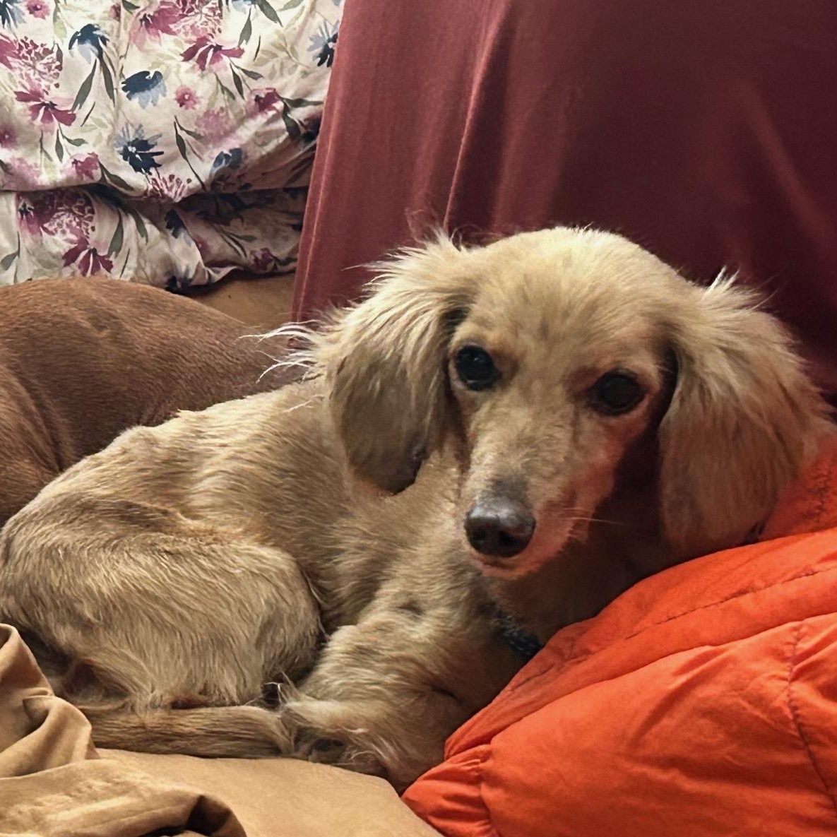 Oscar & Ollie bonded pair, a Adoptable Dachshund in Burbank, CA image 3/6