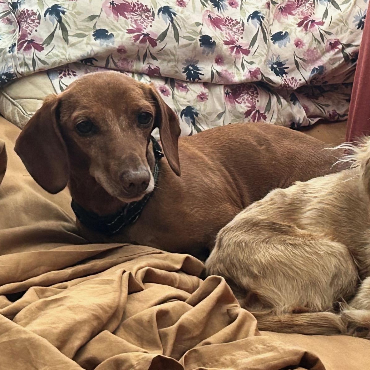 Oscar & Ollie bonded pair, a Adoptable Dachshund in Burbank, CA image 4/6