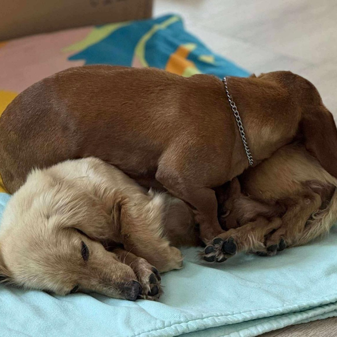 Oscar & Ollie bonded pair, a Adoptable Dachshund in Burbank, CA image 5/6