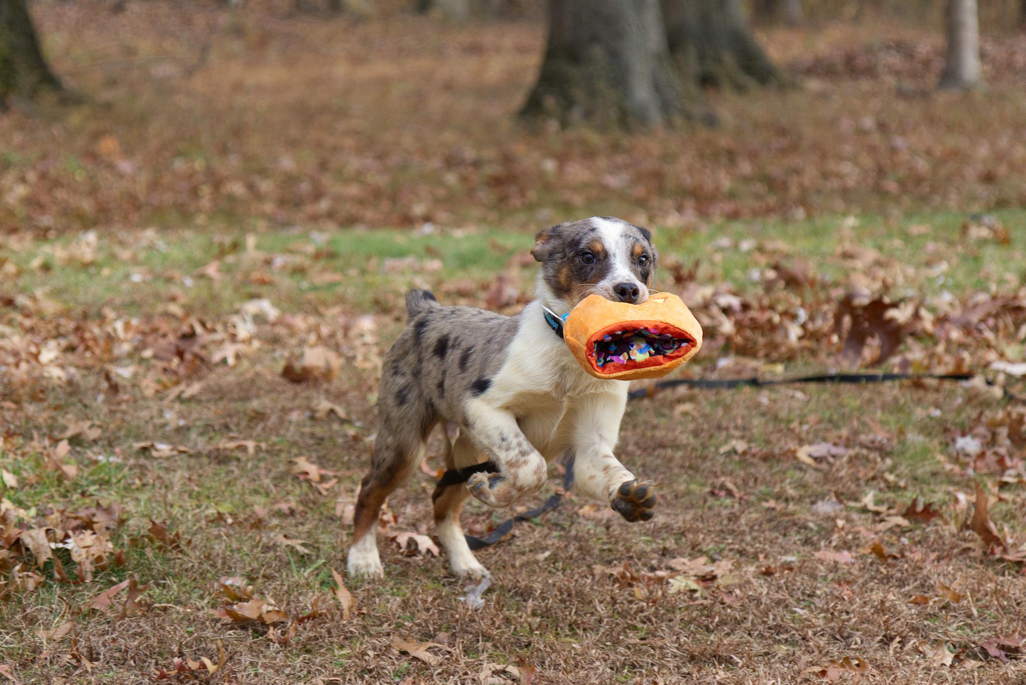 Zeke, Adoptable, Young Male Australian Cattle Dog / Blue Heeler.