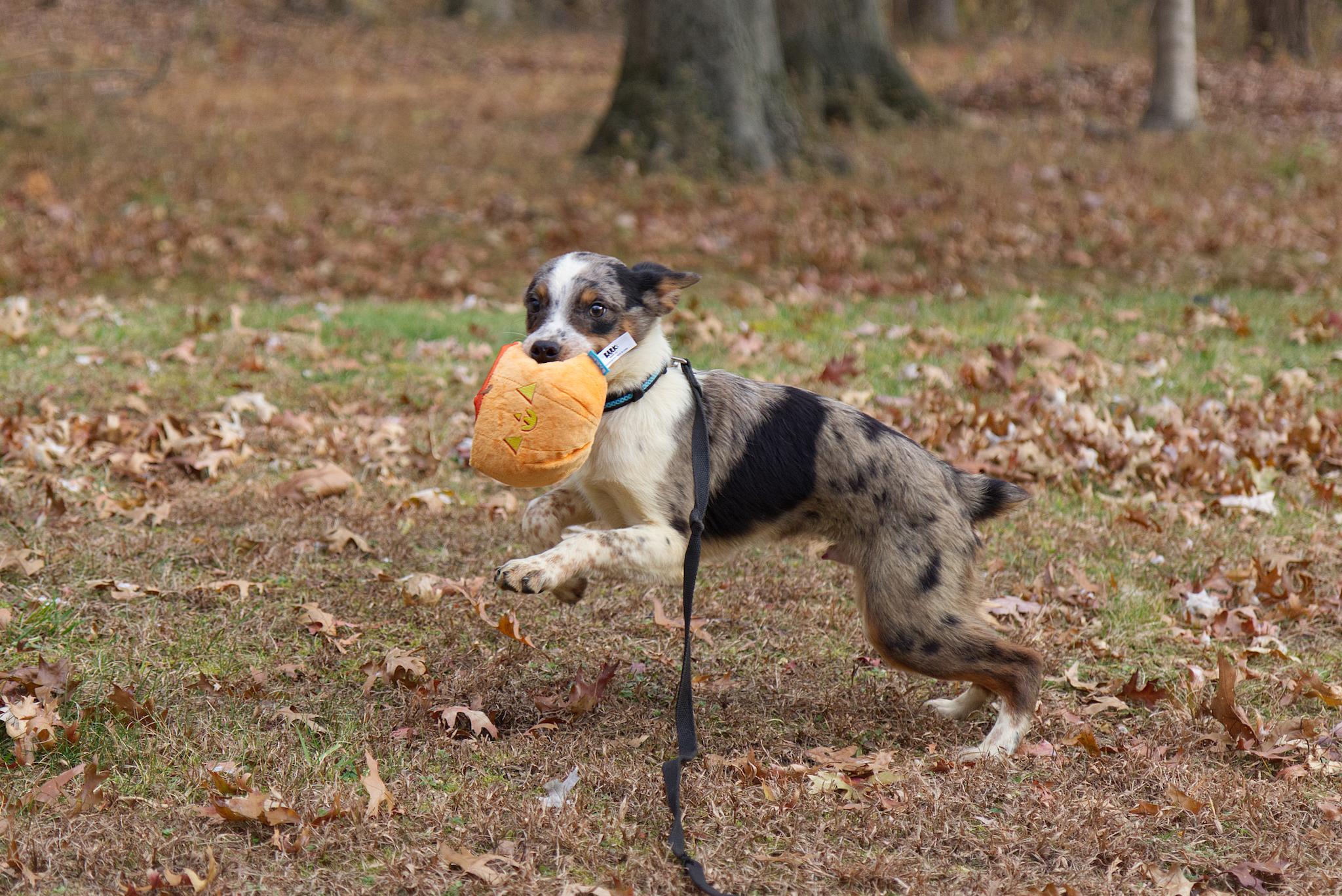 Zeke, a Adoptable mixed breed in Poughkeepsie, NY image 2/6