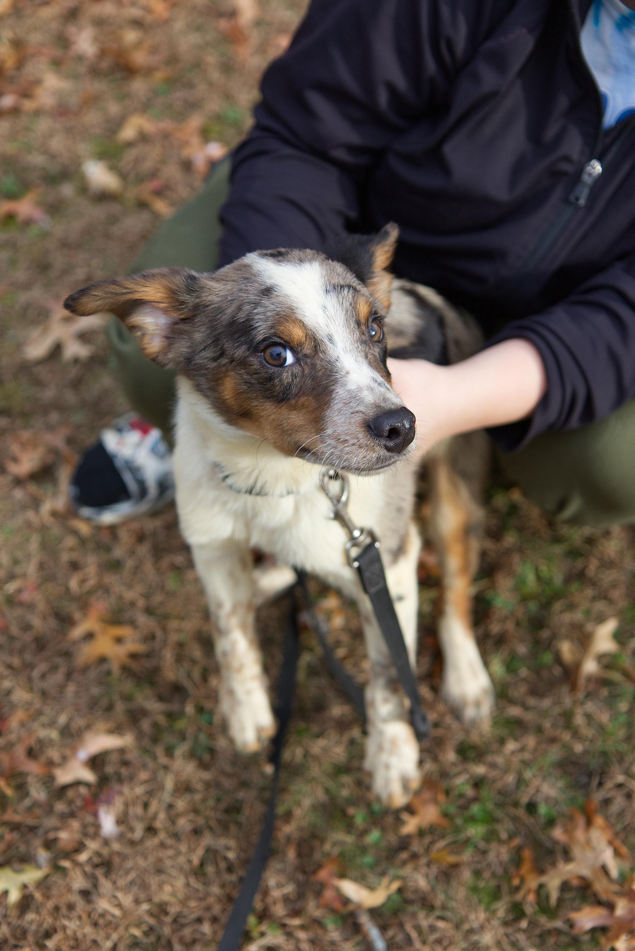 Zeke, a Adoptable mixed breed in Poughkeepsie, NY image 3/6
