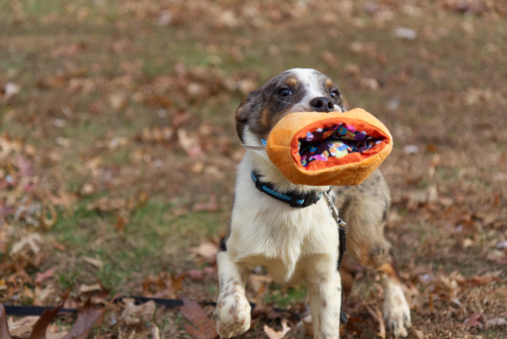 Zeke, a Adoptable mixed breed in Poughkeepsie, NY image 4/6
